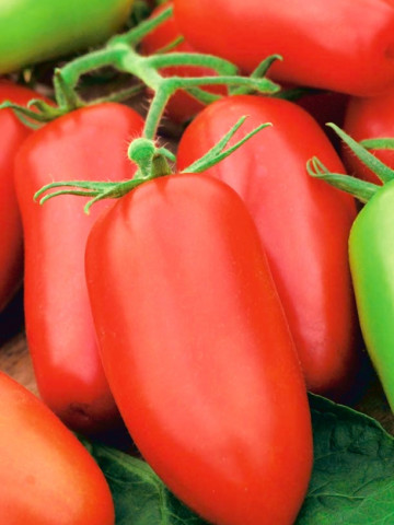 Piramide (90 seminte) tomate lungi semitimpurii in forma de ardei, Agrosem