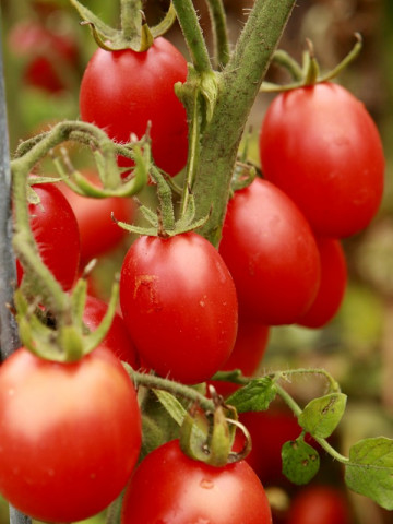 Principe Borghese – 0.7 gr – Seminte Tomate Cherry Extratimpurii Semideterminate