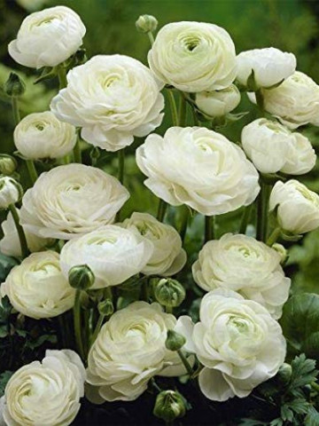 Ranunculus White (10 bulbi), flori culoare alba, inflorescenta bogata, bulbi de flori