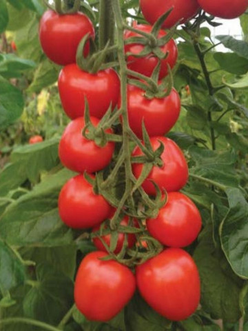 Red Heart F1 (250 seminte) de tomate nedeterminate tip cocktail cu fructe in forma unei capsuni si se dezvolta in ciorchini de 8-12 fructe extrem de gustoase, Yuksel