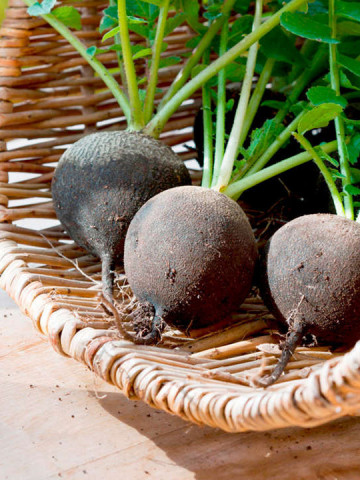 Ridichi de iarna Black Spanish Round (1 kg), seminte de ridichi de iarna soi tardiv, radacini mari, Agrosem