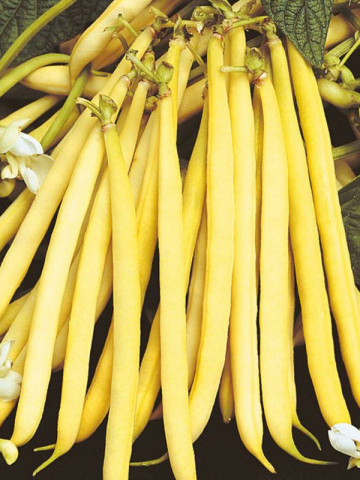 Rocquencourt (1 kg) seminte de fasole pitica galbena fideluta, adaptabilitate excelenta, RACI Sementi