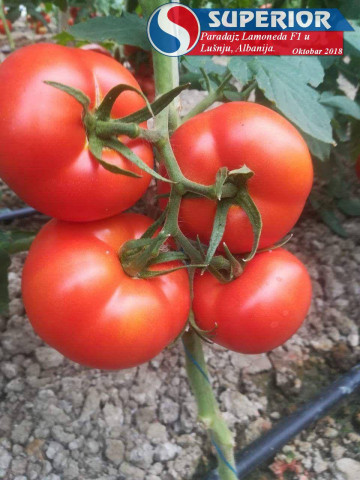 Rosii La Moneda F1 (300 seminte) tomate nedeterminate, hibrid si productie excelente, Superior Seeds
