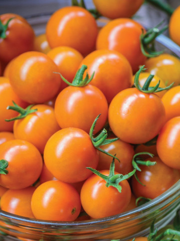Rosii Orange Cherry (90 seminte) tomate cherry portocalii, soi timpuriu, crestere nedeterminata, Agrosem