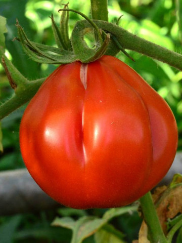 Rosii Pearson (1 kg), seminte de rosii mari si zemoase tip para, Agrosem