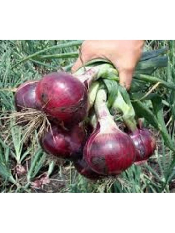 Rossa Da Inverno (100 gr) seminte de ceapa rosie de marime medie spre mare cu forma usor alungita la varf care ajuta produsul sa se vanda aproape singur la piata, ISI Sementi