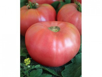Rozali - 10 gr - Seminte de Tomate Roze Mari Nedeterminat Semitimpuriu tip Gigant cu tulpina inalta de la Florian Bulgaria
