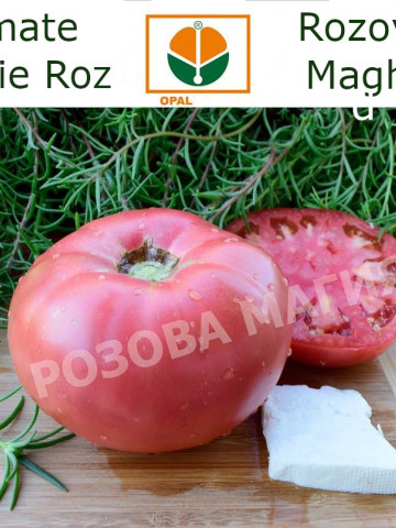 Rozova Maghia (5 gr) seminte tomate roze Magie Roz tip gigant bulgaresc, Opal