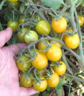 Saian F1 (1000 seminte) rosii cherry galbene cu crestere determinata si maturitate semitimpurie ajungand la o greutate de 15-18 grame/fruct fiind un hibrid excelent pentru supermarket, ISI Sementi