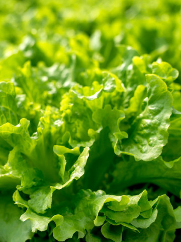 Salata Gentilina (1600 seminte), salata creata soi timpuriu frunze mari, gustoase, Agrosem
