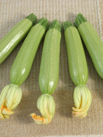 Salman F1 - 500 sem - Seminte de dovlecei cu fructe cilindrice de culoare verde deschis avand o perioada de vegetatie de 40 de zile foarte productiv de la Hollar Seeds