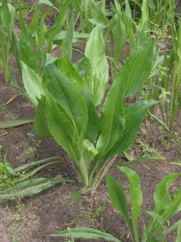 Scortonera (130 seminte) planta radacini consistente, gust placut, Agrosem