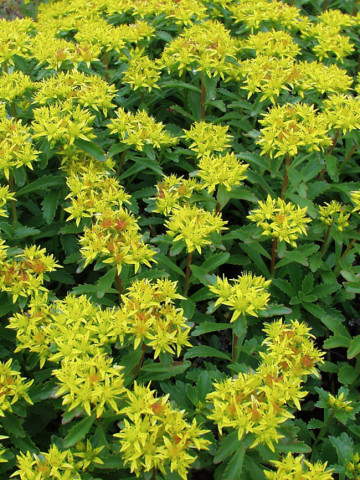 Sedum kamtschaticum (ghiveci 1 L), rasad planta suculenta vesnic verde, frunze culoare schimbatoare, flori galbene stelate
