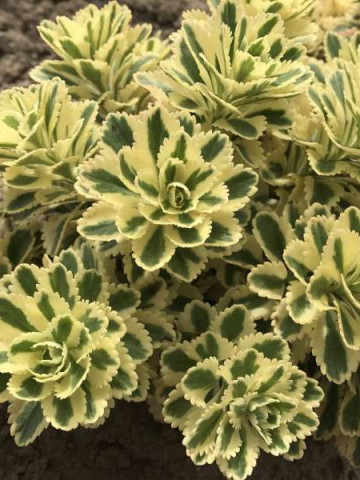 Sedum takesimense Atlantis (ghiveci 1 L), planta suculenta vesnic verde, frunze variegate, galben-aurii cu verde, iarba grasa