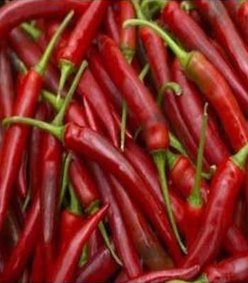 Seminte ardei iute Fireflame F1 (500 seminte), vegetativ, De Ruiter Seeds