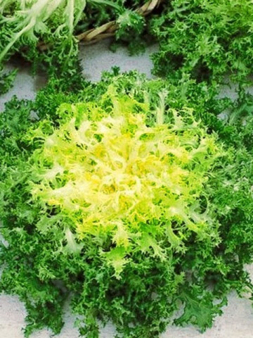 Seminte de Andiva (Cicoarea Andiva), 2 grame, Andiva este o planta asemanatoare cu salata, are un continut mare de vitamine si minerale, Florian