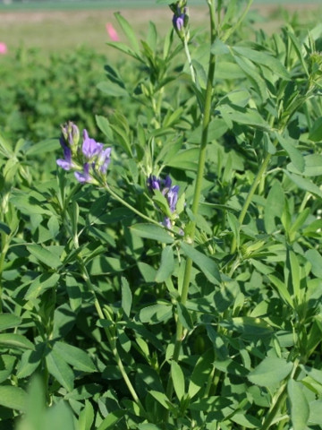 Seminte lucerna Dimitra (10 kg), soi italian, rezistenta la seceta, 4 Agro