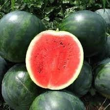 Seminte pepene verde Romeria F1 (500 seminte), tip Sugar Baby, United Genetics