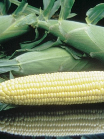 Seminte porumb dulce Tasty Sweet F1 (5000 seminte), extrem de dulce, agroTIP