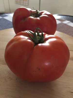 Seminte rosii Azra F1 (100 seminte), determinate, agroTIP