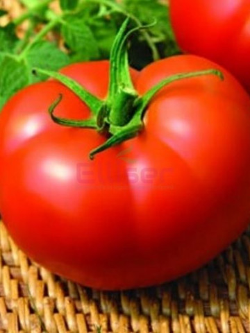 Seminte rosii Kiveli F1 (100 seminte), nedeterminate, Seminis