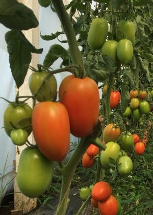 Seminte rosii ovale AX 70-827 F1 (1000 seminte), nedeterminate, agroTIP