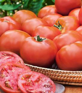 Seminte rosii Tengeru Supreme (10 gr), determinate, Top Harvest