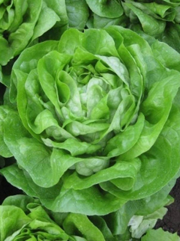 Seminte Salata Guenda (fosta Meduza) 5 gr Seminte de salata de capatana pretabila pentru sezonul rece ce se remarca prin frunze stralucitoare de un verde intens de la Isi Sementi