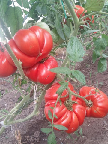 Seminte tomate de gradina gigant rosu (5 gr), cu crestere nedeterminata, Florian Bulgaria