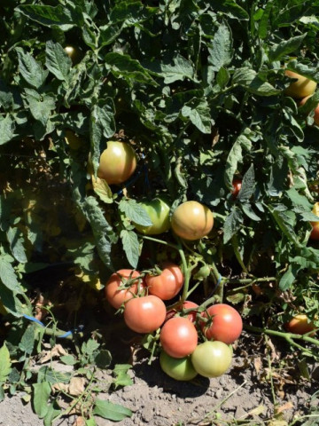 Seminte tomate Ideal Roz (0.2 gr), Rozov Ideal, soi nedeterminate semitimpurii, Opal