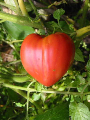 Seminte tomate inima de bou rosu (0.5 gr), crestere nedeterminata, Florian Bulgaria