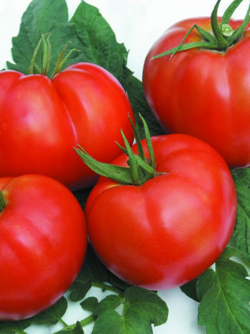 Seminte Tomate Rila F1 (2500 seminte) crestere nedeterminata rosii profesionale de la Geosem Bulgaria