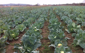 Seminte varza Muntenia (1 kg), varza de toamna Muntenia soi autohton, 4 Agro