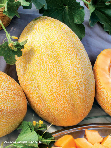 Sladina F1 Sweet F1 pepene galben (120 seminte) tip ananas cu miez portocaliu Sladina F1, Florian