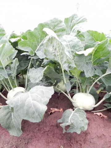 Solares - 2500 sem - Seminte de gulioare pentru cultura de vara-toamna cu plante puternice rezistente la caldura avand culoarea bulbilor alb-verzui si forma rotunda semi-plata de la Enza Zaden