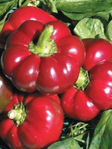 Stef (150 seminte) gogosar culoare rosu intens, Agrosel