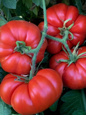 Super Marmande (150 seminte) tomate crete mari, productie ridicata tip Beef, Sem Luca