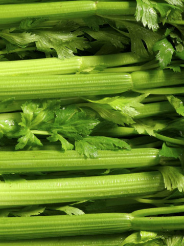 Telina de tulpina Giant Pascal (1,5 g), seminte de telina de tulpina cu petiol scurt, cărnos şi fraged, Mefim Agro