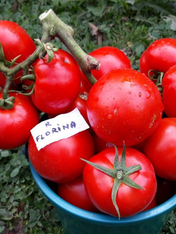 Tomate Florina 44 (1500 seminte) de rosii romanesti cu crestere determinata de la SCDL Buzau