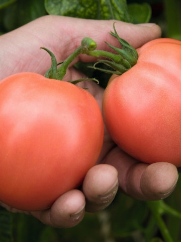 Torbay F1 Tomate Roz (1000 seminte) rosii Roze Extratimpurii Olandeze, Bejo