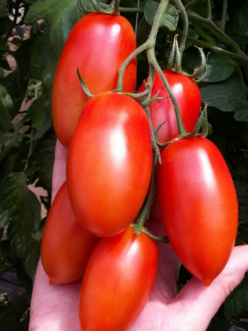 Torrano F1 (20 seminte) de rosii semitimpurii nedeterminate tip San Marzano prunisoara oval alungite, SAIS