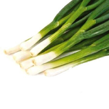 Tothem - 50 grame - Seminte de ceapa de legatura cu tija de lungime medie si pulpa de culoare alba ce este foarte rezistenta la arsuri si nu formeaza bulbi de la Sakata
