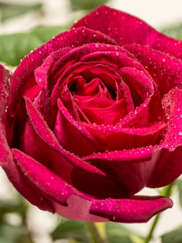 Trandafir Johann Wolfgang von Goethe Rose (1 butas in ghiveci 2 l) cu flori mari si foarte parfumate, de culoare rosie-visinie, butasi de trandafiri Tantau