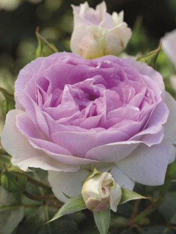 Trandafir Saphir (1 butas in ghiveci 2 l) cu flori de culoare violet luminos si petale fine ca portelanul, butasi de trandafiri Tantau