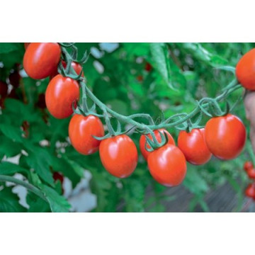 Tuttifrutti F1 (250 seminte) rosii tip cherry cu potential de productie ridicat si recoltare pe ciorchine sau individual, Clause