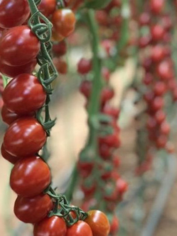 Tuttifrutti F1 (250 seminte) rosii tip cherry cu potential de productie ridicat si recoltare pe ciorchine sau individual, Clause