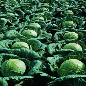 Varza Almanac F1 - 1000 seminte de varza de vara-toamna consum stare proaspata