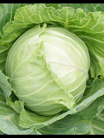 Varza Copenhagen Market 2 (1 kg) seminte de varza de vara rotunda, compacta, Agrosem