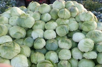 Varza de toamna Balcan - Balkan (10 gr) seminte varza soi cu capatana indesata, frunze subtiri, corespunde cu varza de Buzau, Florian