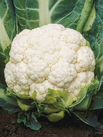 Vasallo F1 (2500 seminte) de conopida timpurie cu dimensiune medie spre mare si acoperire buna a capatanii de forma globulara foarte viguroasa si densa ce se recomanda pentru culturile tarzii de vara si de toamna, Cora Seeds
